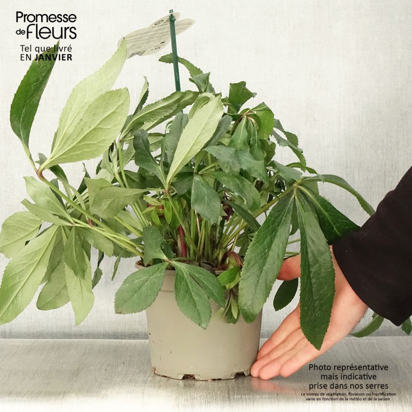 Spécimen de Hellébore orientale ViV Elsa Pot de 2L/3L tel que livré en hiver