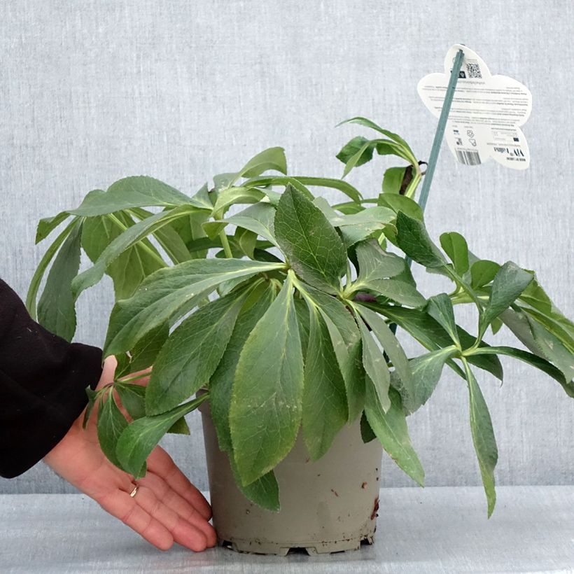 Spécimen de Hellébore orientale ViV Halina Pot de 2L/3L tel que livré en hiver