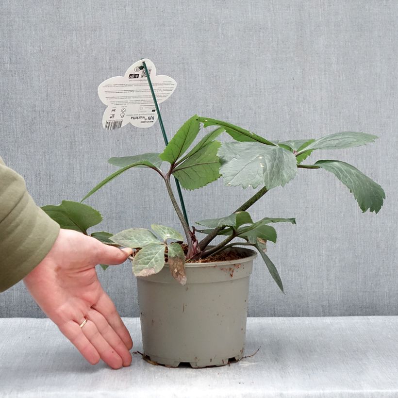 Spécimen de Hellébore orientale ViV Scarletta Pot de 1L/1,5L tel que livré en hiver