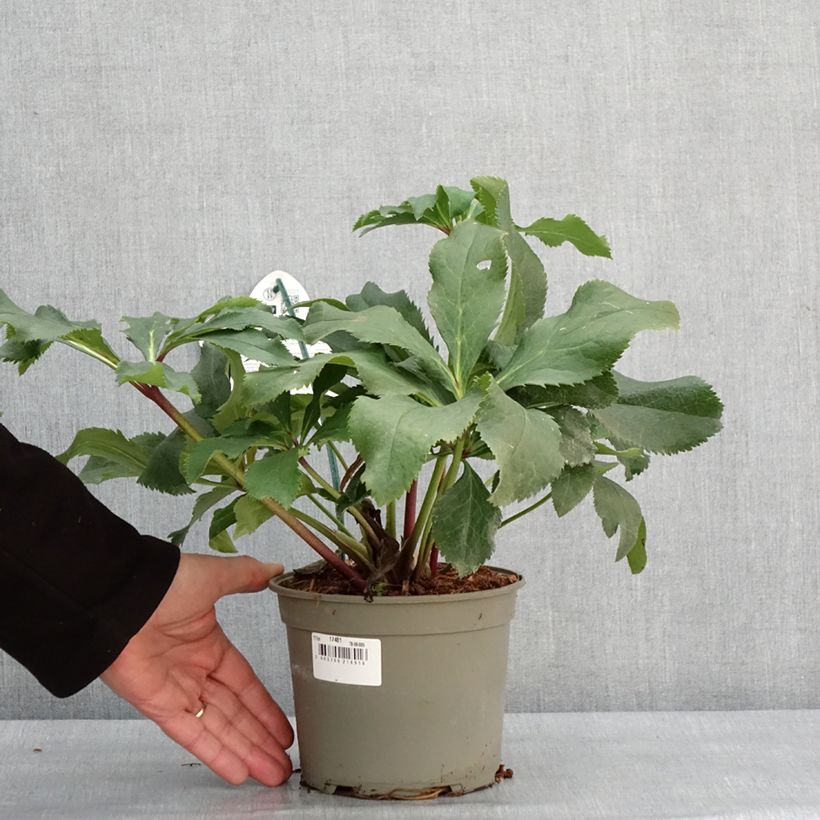 Spécimen de Hellébore orientale ViV Stefania Pot de 2L/3L tel que livré en hiver