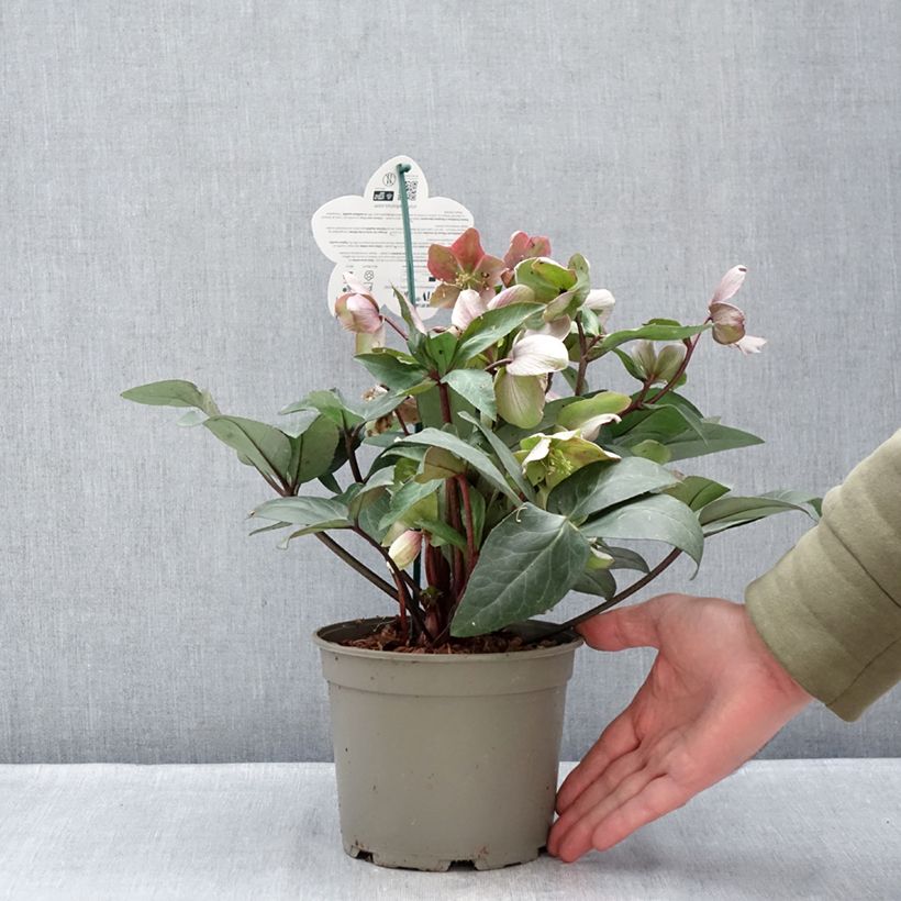 Spécimen de Hellébore orientale ViV Valeria Pot de 1L/1,5L tel que livré en hiver