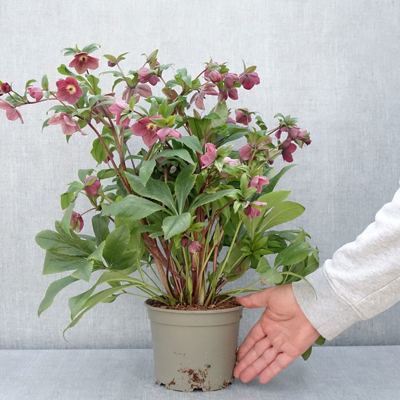 Spécimen de Hellébore orientale ViV Victoria Pot de 2L/3L tel que livré au printemps