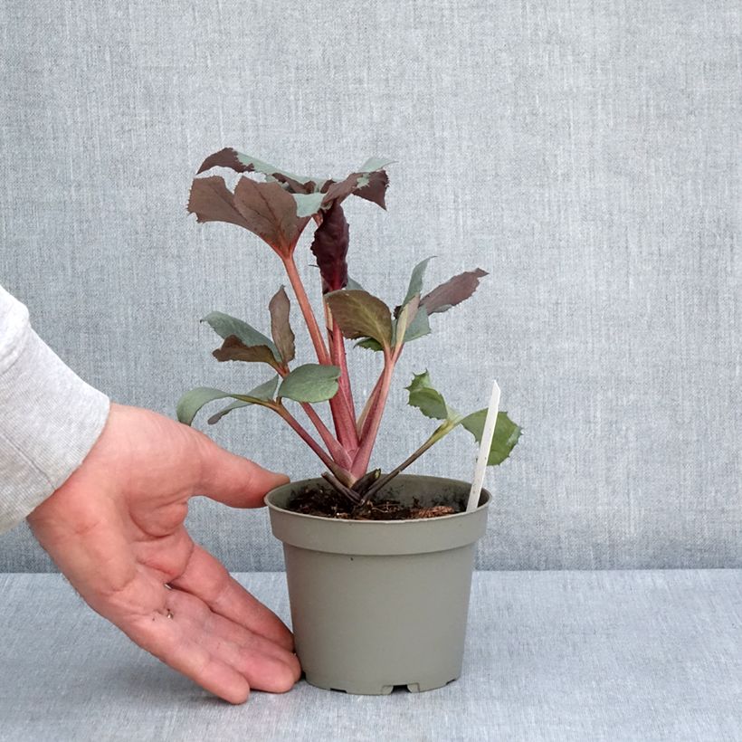 Spécimen de Hellébore sternii Grey Star - Hellébore de Stern Pot de 1L/1,5L tel que livré au printemps