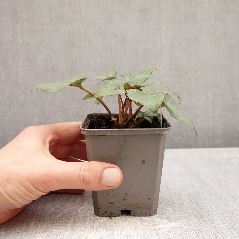 Spécimen de Hellébore sternii - Hellébore de Stern Godet de 8/9 cm tel que livré en hiver