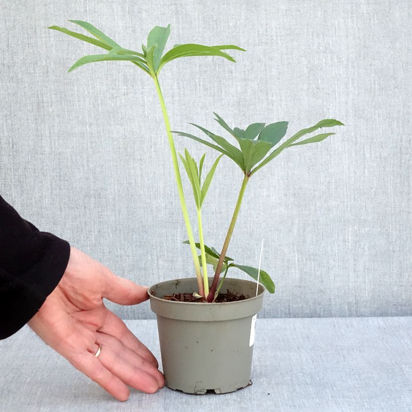 Spécimen de Helleborus abchasicus - Hellébore d'Abkhazie Pot de 12 cm / 13 cm tel que livré au printemps