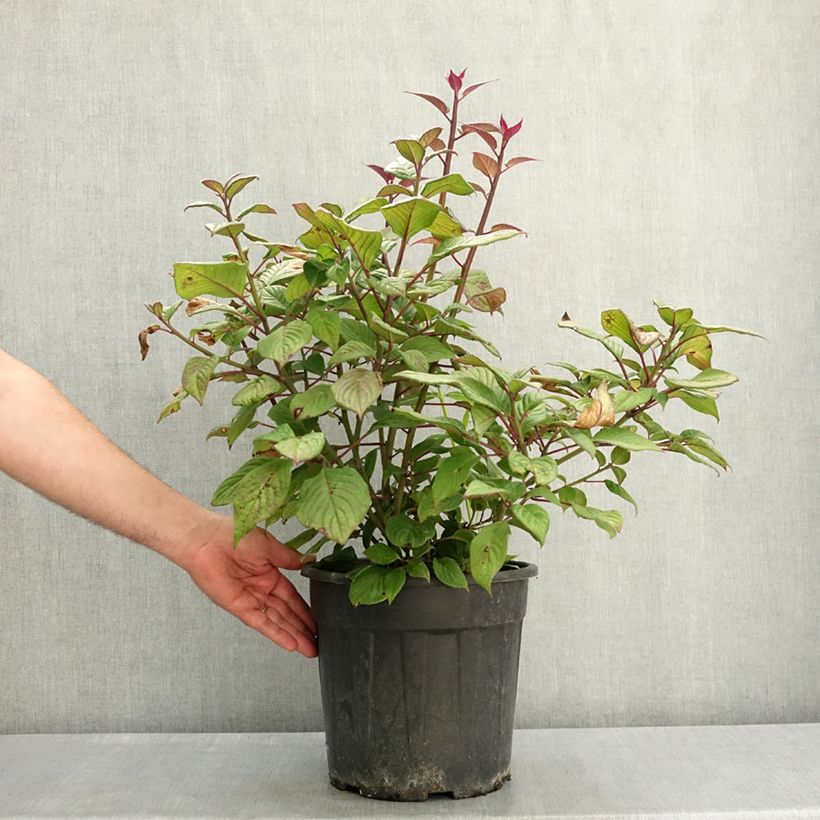 Spécimen de Helwingia japonica femelle Pot de 7,5L/10L tel que livré au printemps