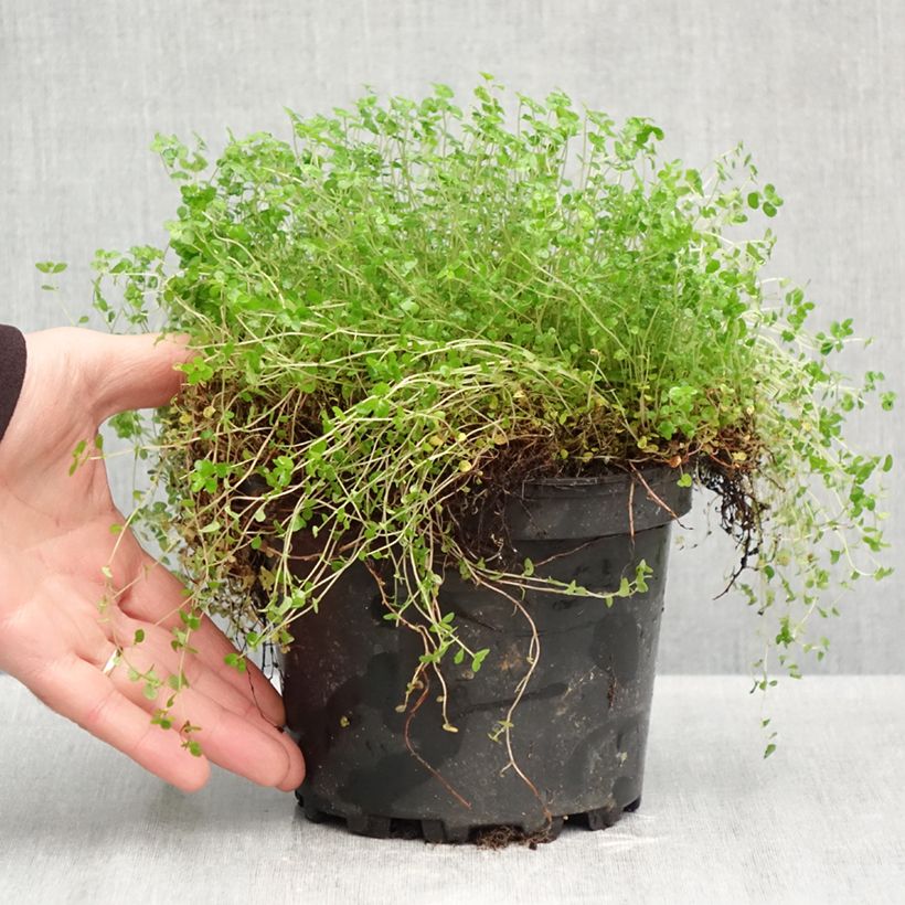 Spécimen de Helxine - Soleirolia soleirolii Pot de 2L/3L tel que livré en automne
