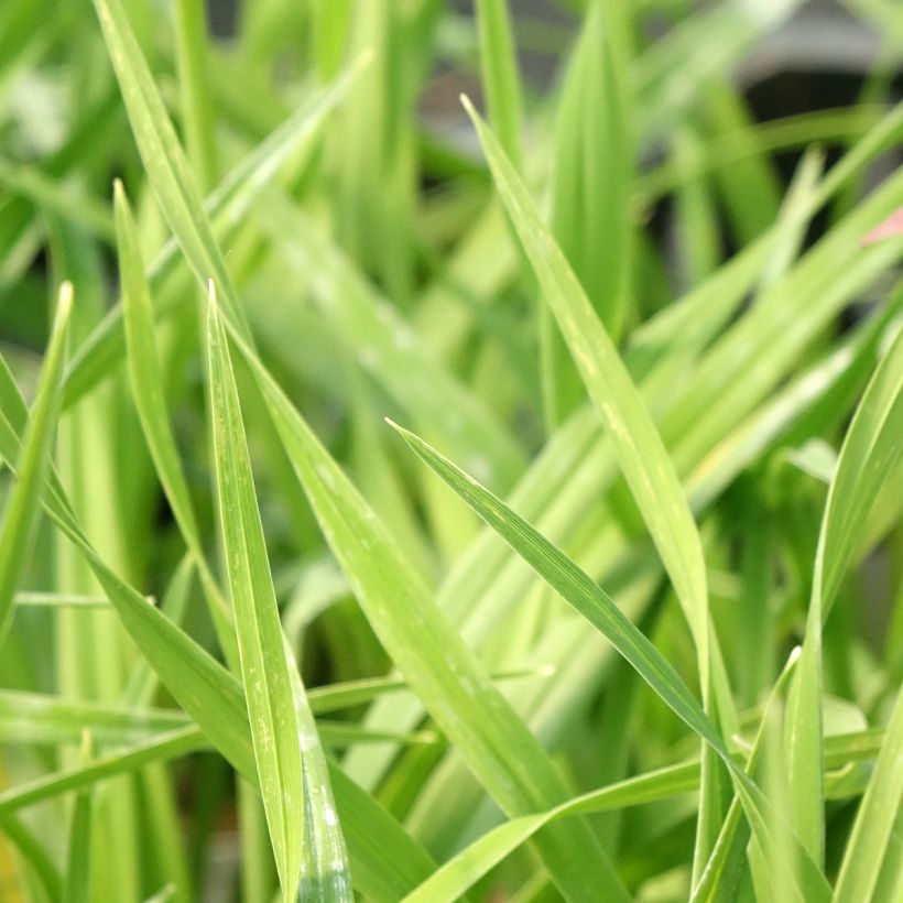 Hémérocalle American Revolution - Lis d'un Jour (Feuillage)