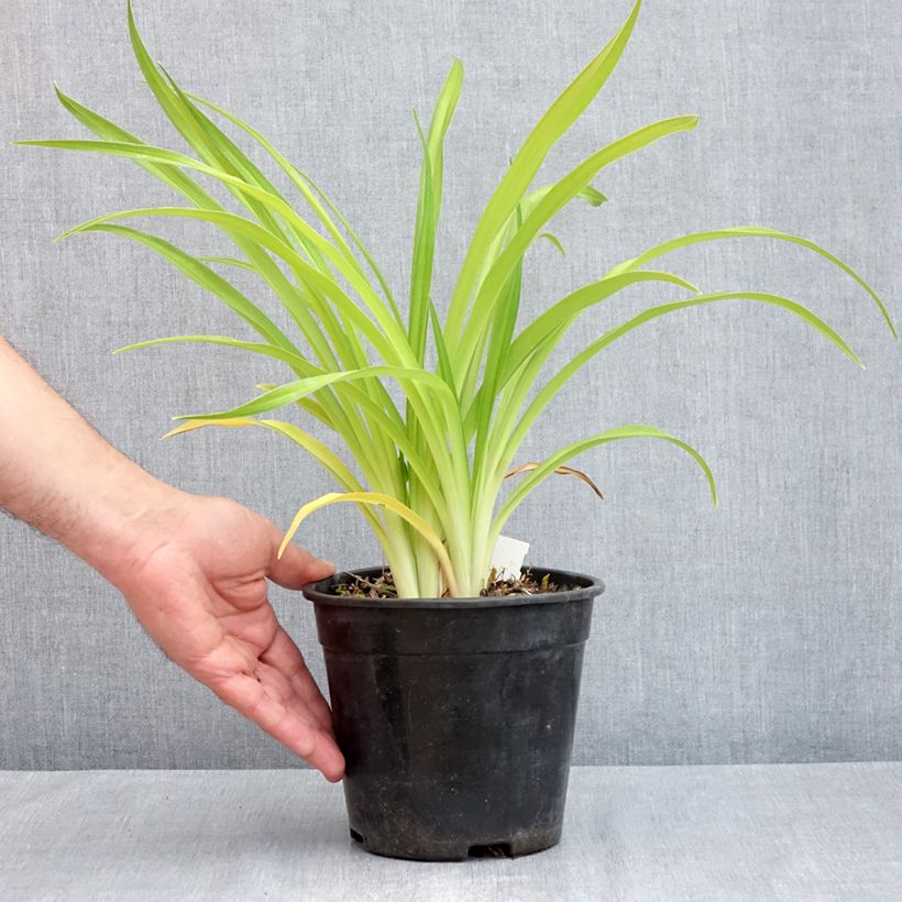 Spécimen de Hémérocalle Bakabana - Lis d'un jour jaune d'or Pot de 2L/3L tel que livré au printemps