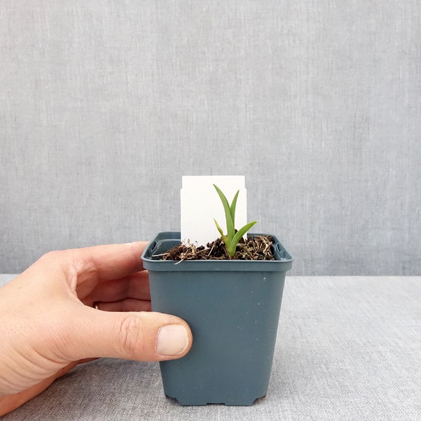 Spécimen de Hémérocalle Burning Daylight - Lis d'un Jour Godet de 8/9 cm tel que livré au printemps