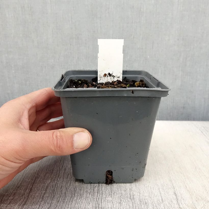 Spécimen de Hémérocalle Cape Breton - Lis d'un jour Pot de 1L/1,5L tel que livré au printemps