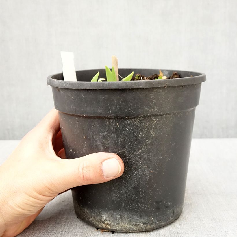 Spécimen de Hémérocalle Chicago Sunrise - Lis d'un jour Pot de 2L/3L tel que livré au printemps