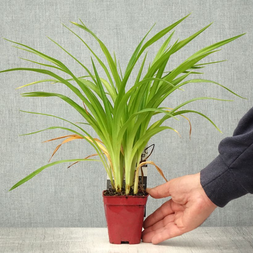 Spécimen de Hémérocalle Chosen Love Godet de 8/9 cm tel que livré au printemps