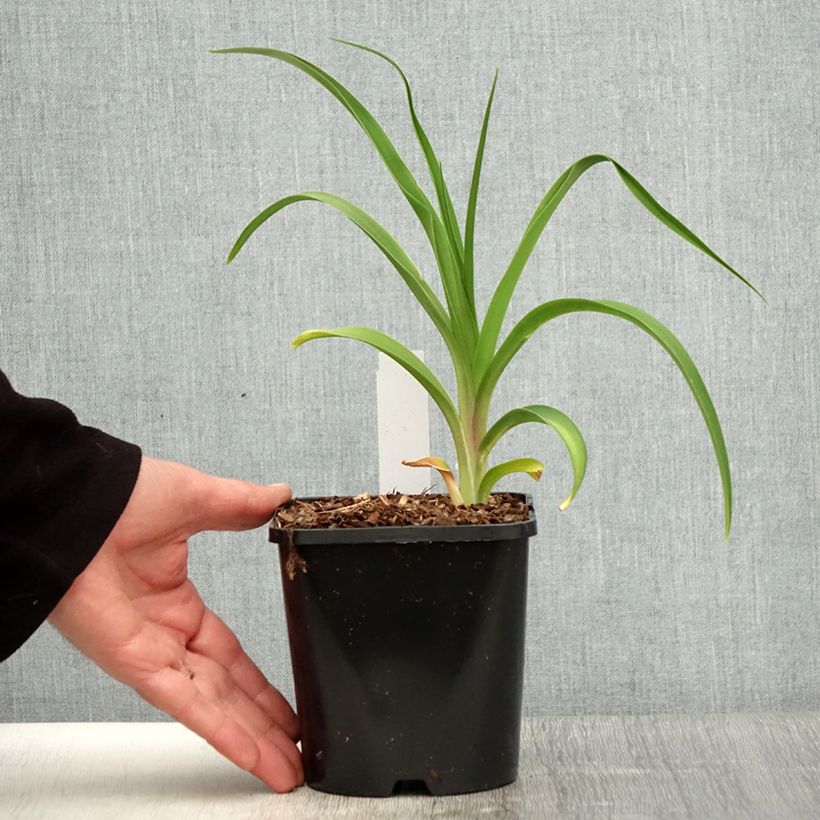 Spécimen de Hémérocalle citrina - Lis d'un Jour Pot de 1,5L/2L tel que livré au printemps