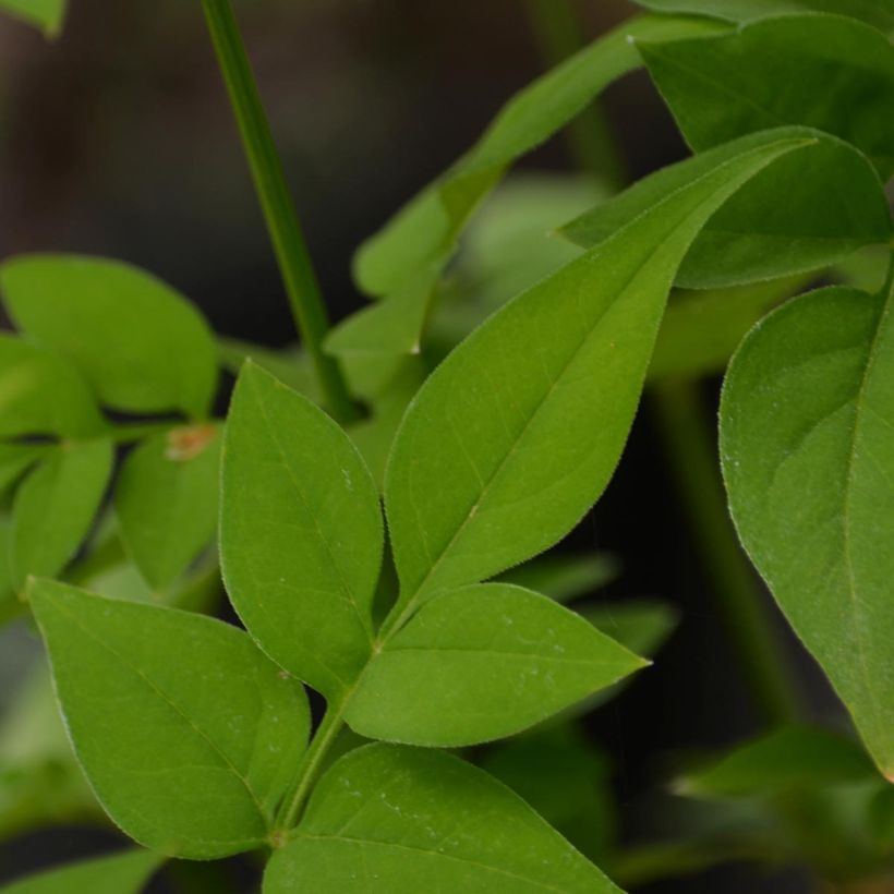 Hémérocalle Clothed in Glory - Lis d'un Jour (Feuillage)