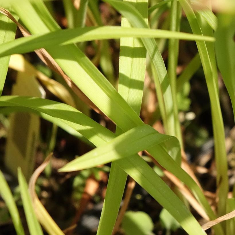 Hémérocalle Corky - Lis d'un jour (Feuillage)