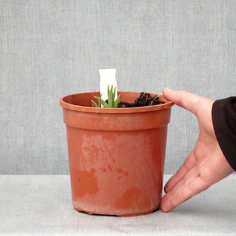 Spécimen de Hémérocalle Double River Wye - Lis d'un jour jaune citron Pot de 2L/3L tel que livré au printemps