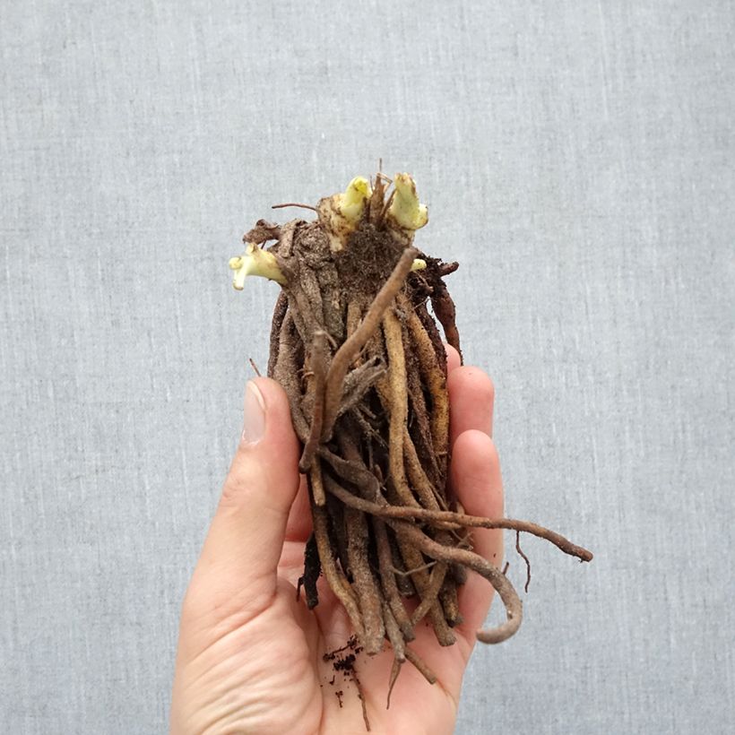 Spécimen de Hémérocalle Double River Wye - Lis d'un jour jaune citron Racines nues, Qualité Extra équivalant à un pot de 2L tel que livré en hiver