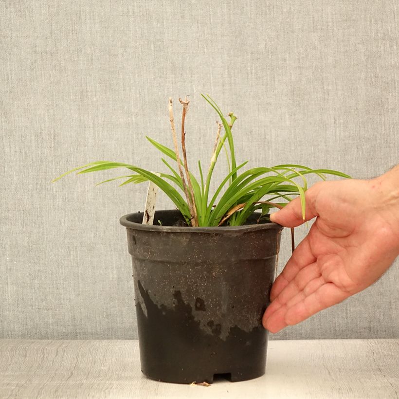 Spécimen de Hémérocalle Everydaylily Bronze - Lis d'un jour Pot de 2L/3L tel que livré en été