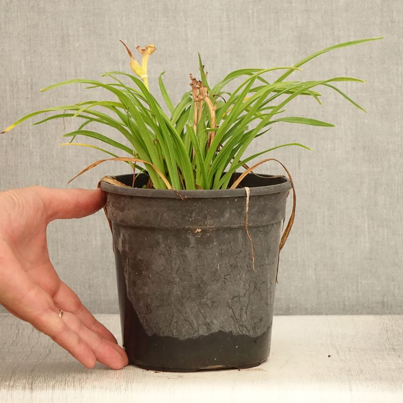 Spécimen de Hémérocalle Everydaylily Cerise - Lis d'un jour Pot de 2L/3L tel que livré en été