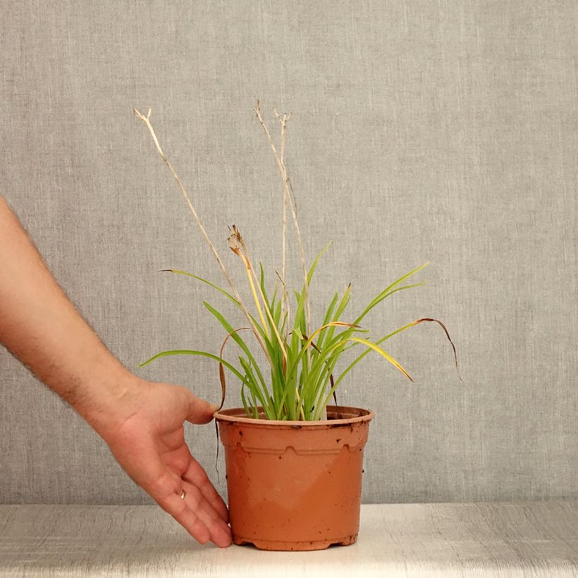 Spécimen de Hémérocalle Everydaylily Red Ribs - Lis d'un jour Pot de 2L/3L tel que livré en été
