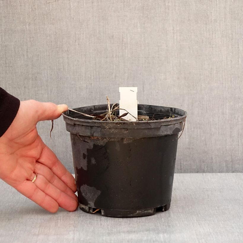 Example of Hémérocalle Everydaylily Red Ribs - Lis d'un jour Pot de 2L/3L as you get in hiver