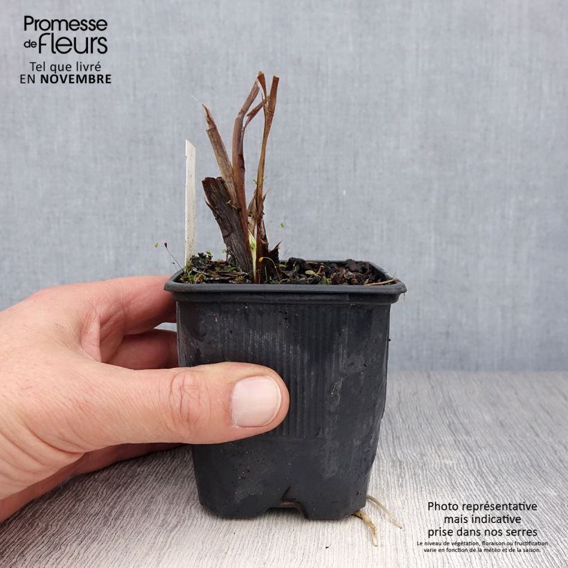 Spécimen de Hémérocalle Flambeau - Lis d'un Jour Godet de 8/9 cm tel que livré en automne