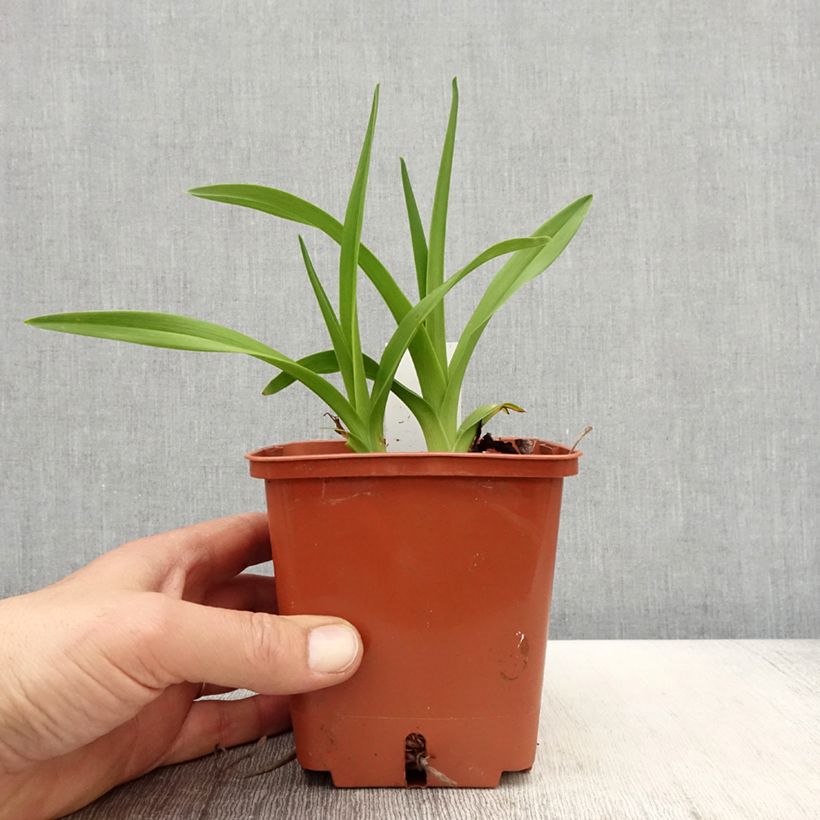 Spécimen de Hémérocalle Fooled Me - Lis d'un jour Pot de 1L/1,5L tel que livré au printemps