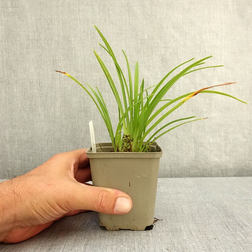Spécimen de Hémérocalle Grape Velvet - Lis d'un jour Godet de 8/9 cm tel que livré en été