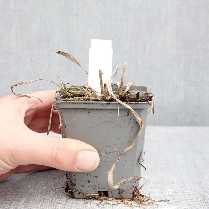 Spécimen de Hémérocalle Happy Returns - Lis d'un jour jaune citron Godet de 8/9 cm tel que livré en hiver