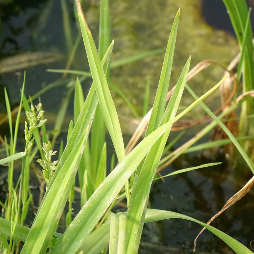 Hémérocalle Hot Wheels - Lis d'un jour type Spider (Feuillage)