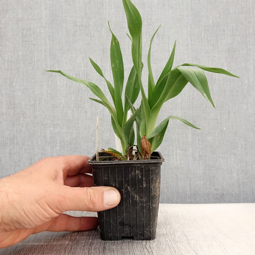 Spécimen de Hémérocalle Hot Wheels - Lis d'un jour type Spider Godet de 8/9 cm tel que livré au printemps