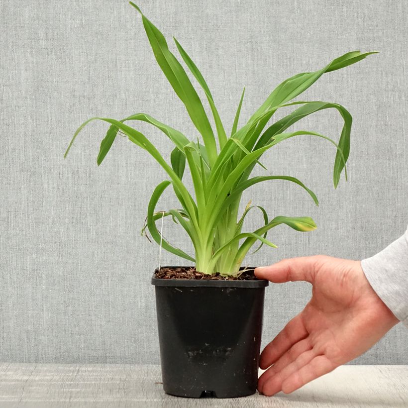 Spécimen de Hémérocalle Lacy Doily - Lis d'un jour Pot de 1L/1,5L tel que livré au printemps