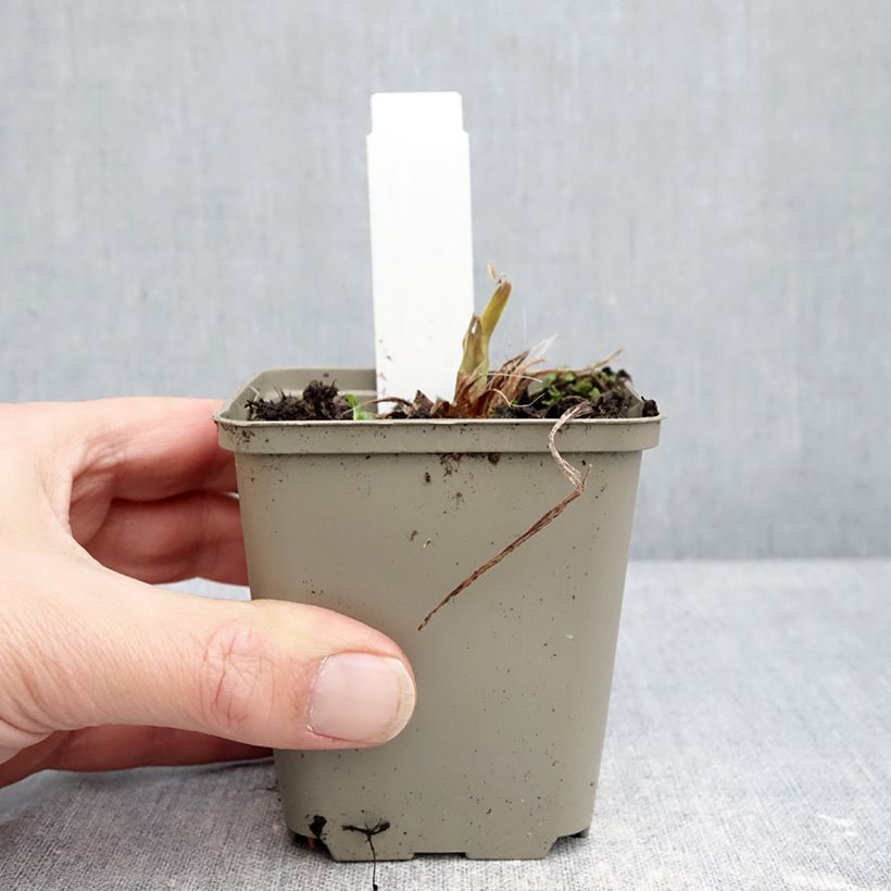 Spécimen de Hémérocalle Lucretius - Lis d'un Jour orange cadmium Godet de 8/9 cm tel que livré en hiver