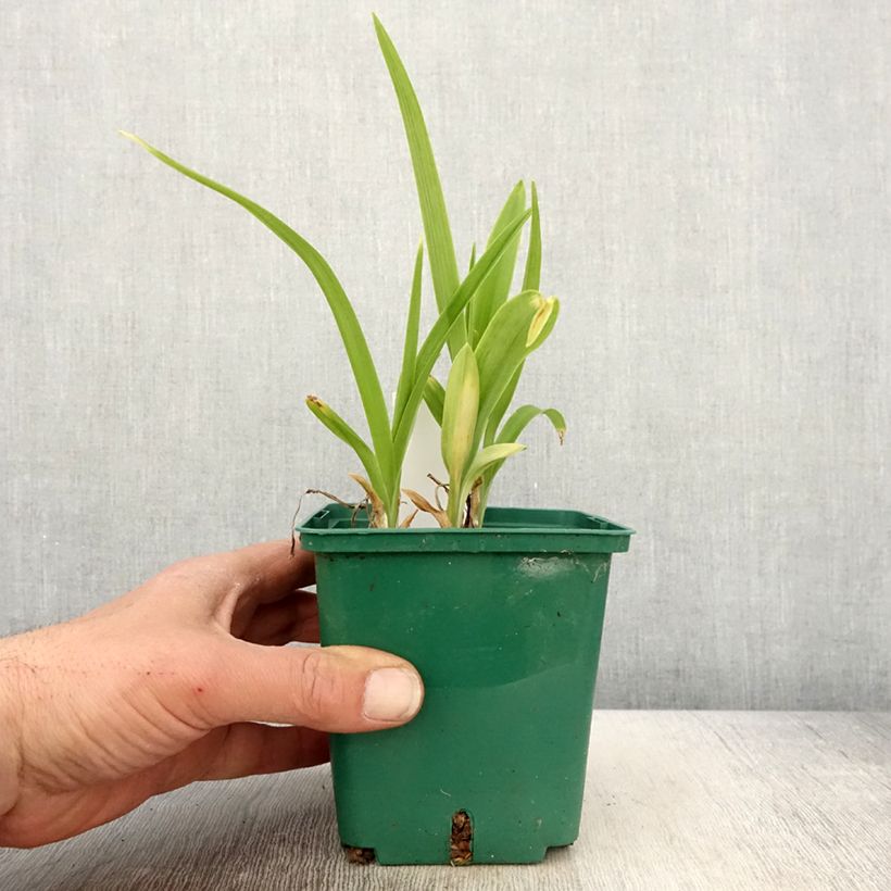 Spécimen de Hémérocalle Luxury Lace - Lis d'un Jour rose lilas pâle et crème Pot de 1L/1,5L tel que livré au printemps