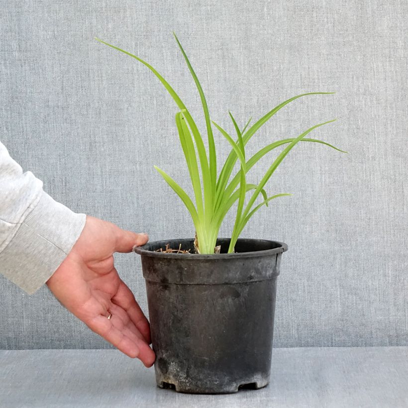 Spécimen de Hémérocalle Mauna Loa - Lis d'un jour orange Pot de 2L/3L tel que livré au printemps