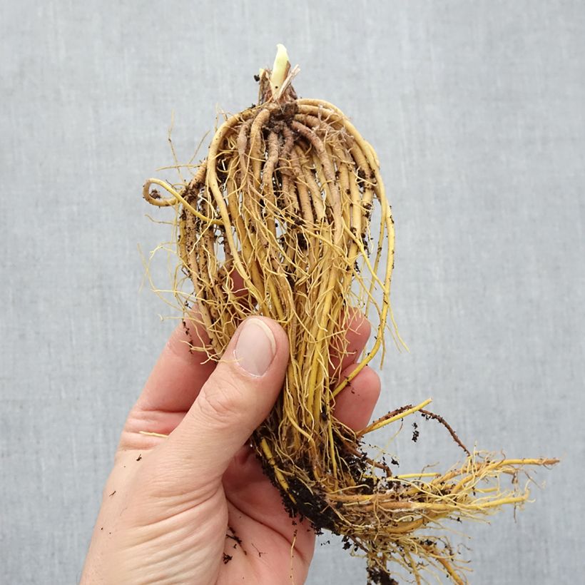 Spécimen de Hemerocalle Mini Stella - Lis d'un jour jaune vif Racines nues, Qualité Extra équivalant à un pot de 2L tel que livré en hiver