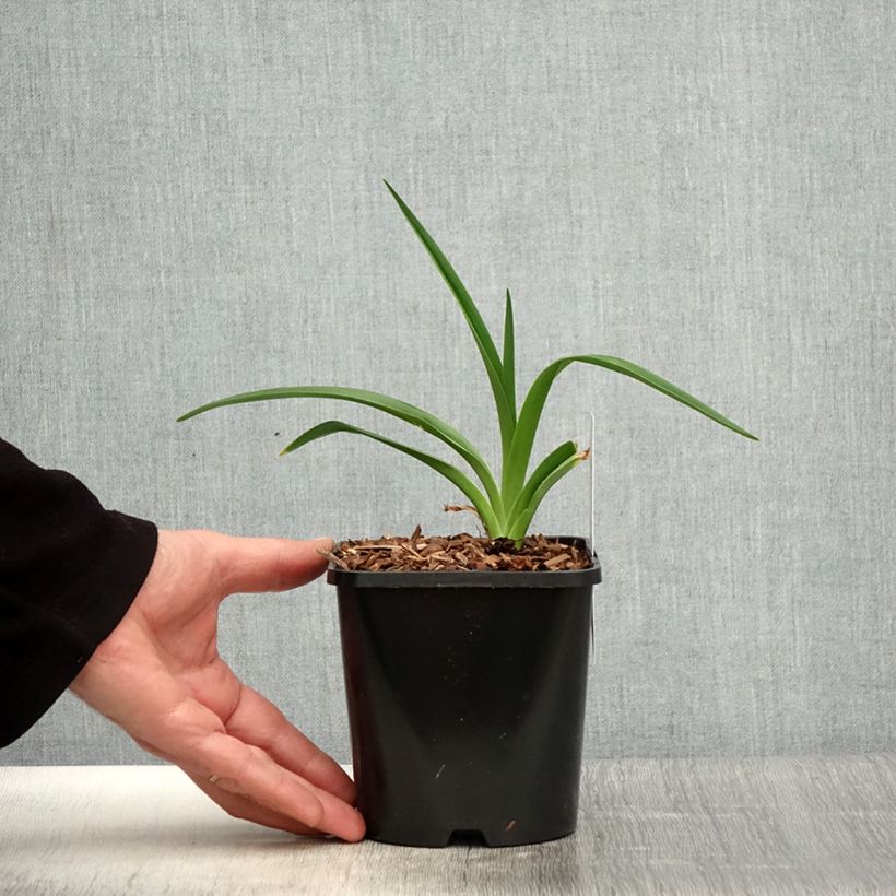 Spécimen de Hémérocalle Moonlight Masquerade - Lis d'un jour crème et pourpre Pot de 1,5L/2L tel que livré au printemps