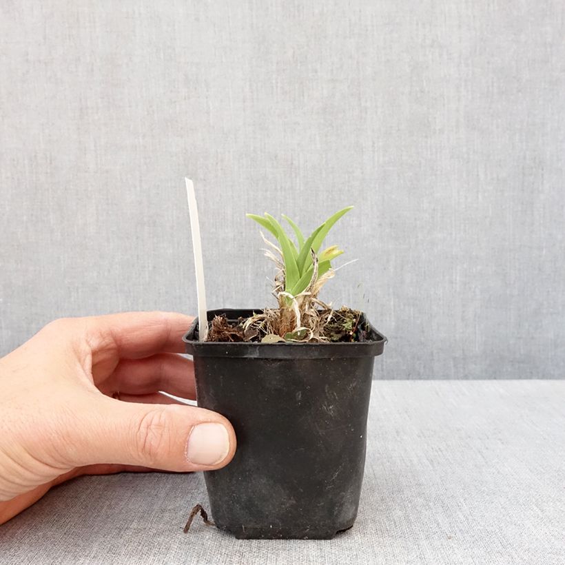 Spécimen de Hémérocalle Olive Bailey Langdon - Lis d'un jour pourpre fuchsia Godet de 8/9 cm tel que livré au printemps