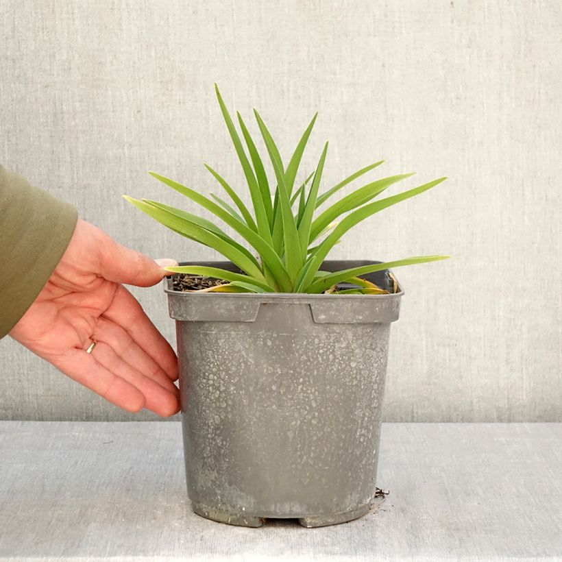 Spécimen de Hémérocalle On and On - Lis d'un jour rose Pot de 2L/3L tel que livré au printemps