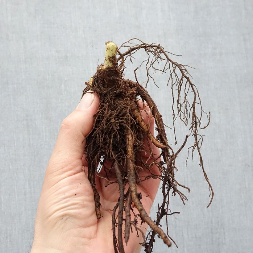 Spécimen de Hémérocalle Pardon Me - Lis d'un jour rouge sombre. Racines nues, Qualité Extra équivalant à un pot de 2L tel que livré en hiver