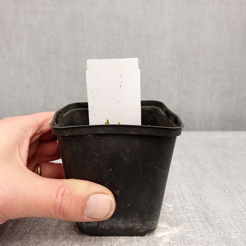 Spécimen de Hémérocalle Piano Man - Lis d'un jour Godet de 8/9 cm tel que livré en hiver