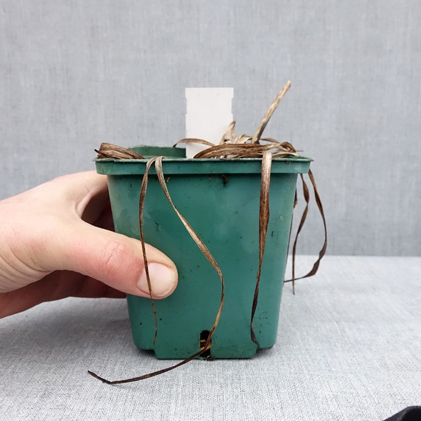 Spécimen de Hémérocalle Prague Spring - Lis d'un jour rose chair pâle fumé à centre et gorge vert pistache Pot de 1L/1,5L tel que livré en hiver