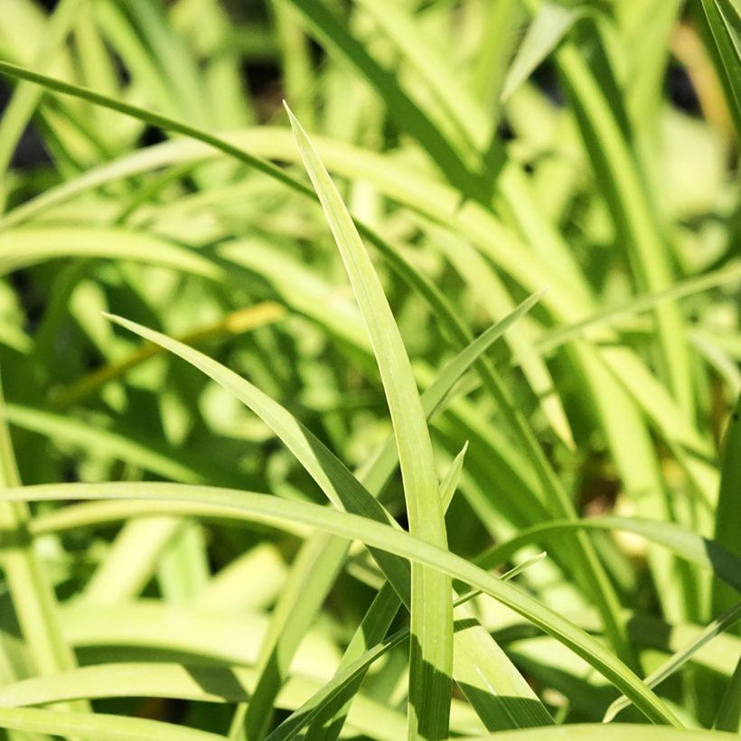 Hémérocalle Prairie Blue Eyes - Lis d'un jour rose lavande à oeil mauve-bleuté. (Feuillage)