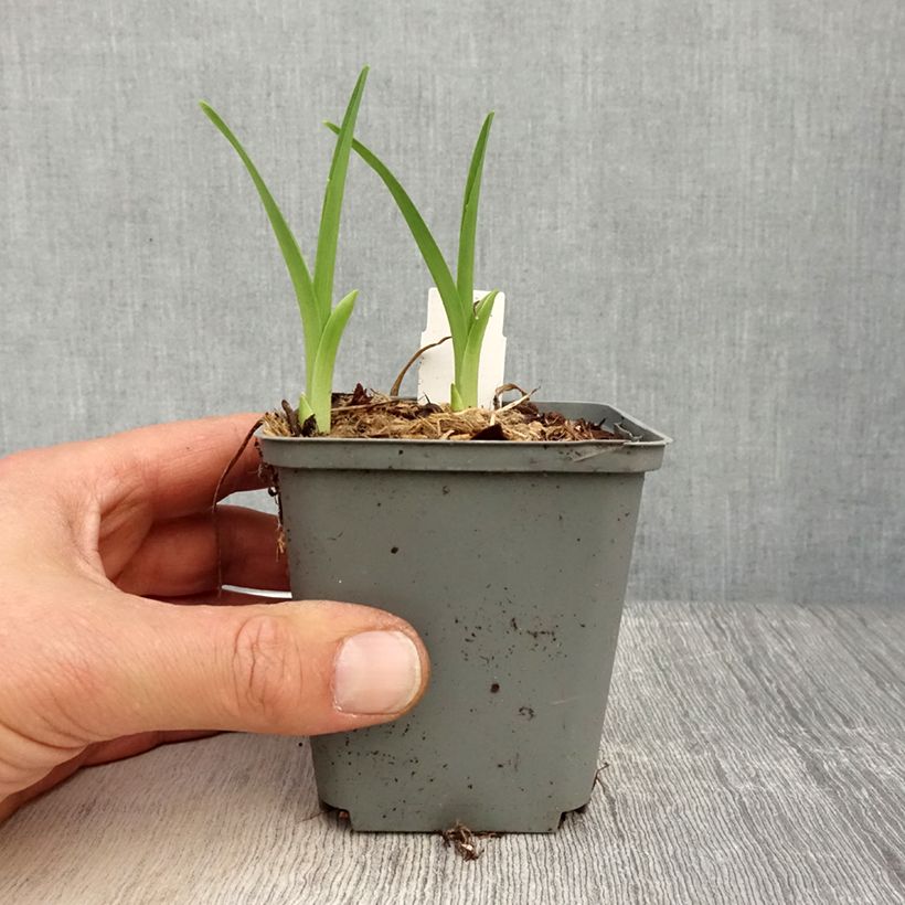 Spécimen de Hémérocalle Prairie Blue Eyes - Lis d'un jour rose lavande à oeil mauve-bleuté. Godet de 8/9 cm tel que livré au printemps