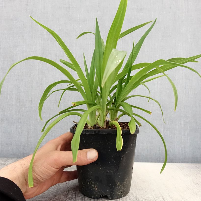 Spécimen de Hémérocalle Roswitha - Lis d'un jour Pot de 1,5L/2L tel que livré au printemps