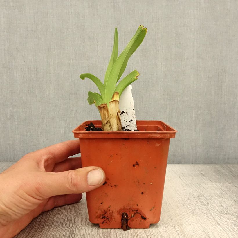 Spécimen de Hémérocalle Startle - Lis d'un jour Pot de 1L/1,5L tel que livré au printemps