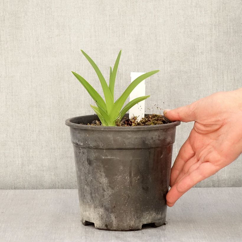 Spécimen de Hémérocalle Strawberry Candy - Lis d'un jour Pot de 2L/3L tel que livré au printemps