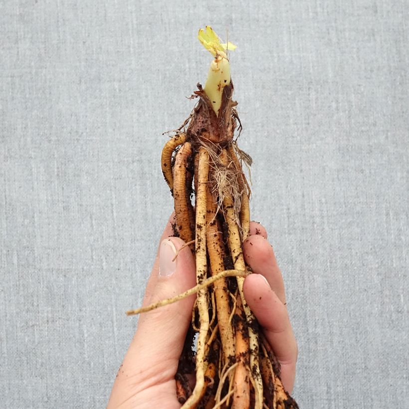 Spécimen de Hémérocalle Strawberry Candy - Lis d'un jour Racines nues, Qualité Extra équivalant à un pot de 2L tel que livré en hiver