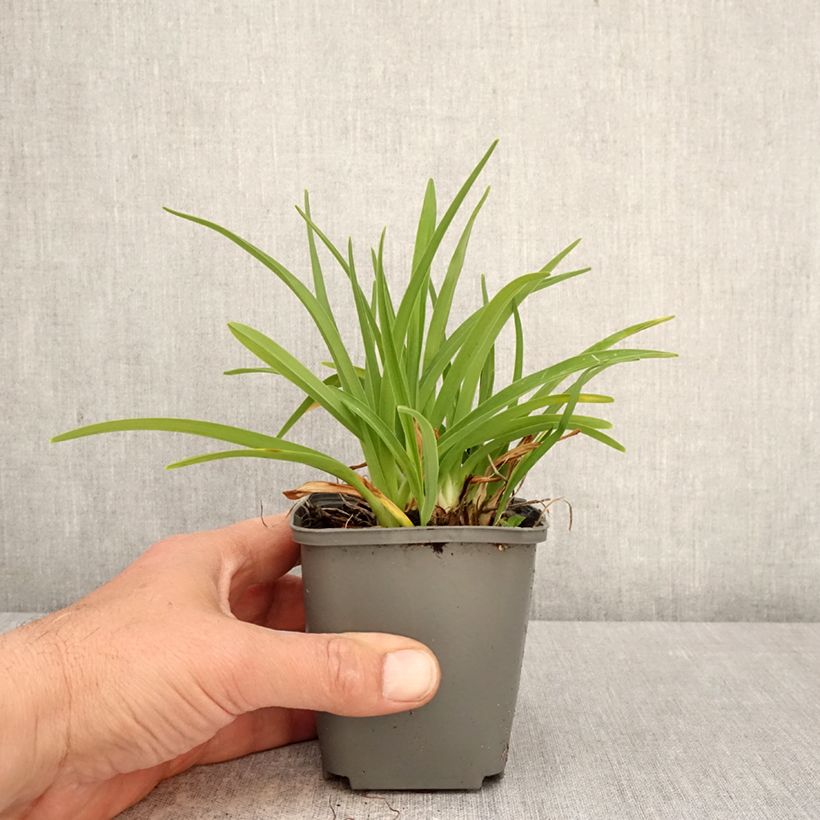 Spécimen de Hemerocallis Everydaylily Rose - Lis d'un jour  Godet de 8/9 cm tel que livré au printemps